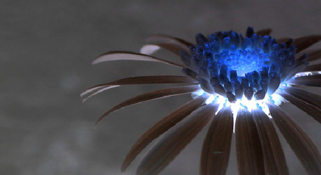 Felicidad a través de la via negativa flor en negativo