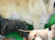 Fimascota 2013