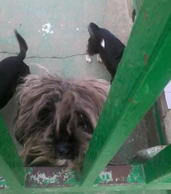 AYUDA POR FAVOR...perritos muy pequeños en la perrera de Huelva.
