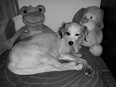 Linda, perrita perdida (Granada)