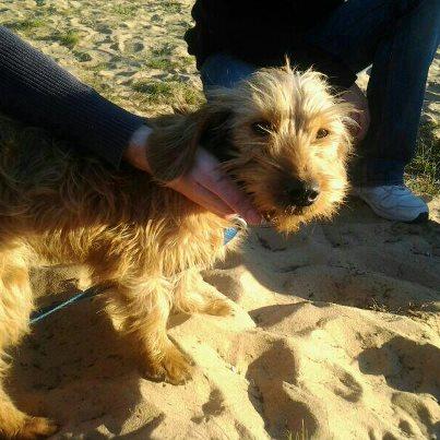 Foto: Copio: Arena aparecio por la zona de la matanza de Punta Umbria (Huelva),sabiamos que no era un perro de la manada que los cazadores buscaban pero tambien sabiamos que iban a disparar sobre todo los que se moviera en la zona . Arena tendra sobre unos siete meses, de tamaño pequeño y pesa unos cinco kilos,es un amor!!!! ,lo recogimos con Bronquitiss y desnutrido,hay que hacerle analiticas y vacunarlo.  artemysa_26@hotmail.com  Donaciones: caixa 2100 1866 86 0100680804 IBAN/BIC:ES82 2100 1866 8601 0804 /CAIXESBBXXX Concepto Arena . PAYPAL:artemysa_26@hotmail.com. concepto (regalo)asi no cobran comision: Los gastos veterianarios hasta ahora de Arena son de 74,47e (mando factura por privado) Ayuda a Arena...te necesita.