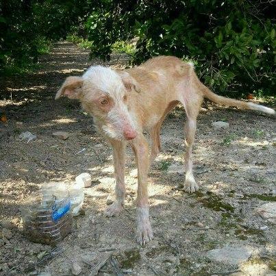 Foto: Llamamiento muy muy URGENTE, nos acaban de avisar de que esta podenquita está abandonada por unos campos de Alzira, como podeis ver está delgadísima y le falta pelo, está muy desnutrida, URGENTE ACOGIDA para ella. Está en un lugar muy solitario.  Le han puesto alimento y agua pero no tienen donde llevarla, por favor ALGUIEN PUEDE AYUDAR!?!?!?!?! (Al menos difundir)  CONTACTO: Sandra: 620 06 76 46