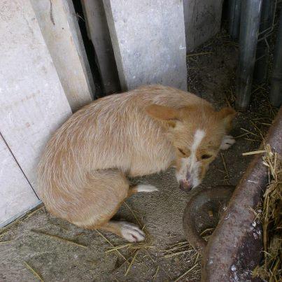 Foto: ayuda a esta podenquita : ha sido abandonada por su dueño, un cazador porque no sirve para cazar. Lo malo que esta en un pueblo donde la pueden haber pegado, Tiene heridas en el hocico, etc.. Esta superasustada. Ayer tamblaba solo al acercarnos a hacerla fotos. No sabemos edad, aunque no parece muy mayor. Esta aterrada, la teniamos cogida, pero del miedo se ha escapado otra vez, pero estra localizada.Contacto para adopcion o acogida: taniagarciaporlosanimales@yahoo.es