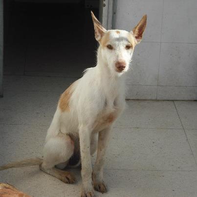 Foto: ARI: podenca preciosisisisima recogida deambulando por el cementerio. Lleva muchos meses abandonada y ahora está encerrada en otro infierno. Es medianita (unos 12 kilos) y con esas orejotas y dulzura es la perrita mas guapa de la perrera! Ayudemosla a conocer por fin el lado bueno del ser humano, ya lleva demasiado tiempo pasando penas!  CONTACTO: sosperrerabadajoz@gmail.com