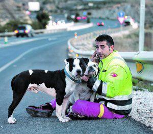 Foto: «Vi que iban a arrollarlos y me jugué el pellejo» Un gruista rescata a dos perros que corrían en la autovía A-30 tras escaparse de su casa en Murcia   Francisco Javier Caravaca solo tuvo unos segundos para reaccionar, pero no lo dudó un momento y echó el freno. Este vecino de Molina de Segura, propietario de la empresa de grúas La Variante y con más de 18 años de experiencia en asistencia en carreteras, rescató a dos perros que corrían temerosos por la autovía A-30, a la altura del municipio, tras haberse escapado accidentalmente de su casa, en la pedanía murciana de Espinardo. «Estuvieron a punto de pillarlos tres veces», recuerda Francisco, un gran amante de los canes. «Vi que era una muerte segura y me jugué el pellejo». El gesto de este molinense se produjo el martes, sobre las seis de la tarde. Francisco circulaba en una de sus grúas por la A-30, en dirección a Murcia, cuando se percató de que algo pasaba en la autovía. «Vi que los coches de delante hacían varias maniobras bruscas y los vi a lo lejos», explica. Dos perros, un bulldog inglés y un pitbull, corrían frenéticos por mitad de la autovía, en dirección opuesta a la de la circulación. «Estaban desorientados y corrían entre los coches». En cuestión de segundos, Francisco decidió luchar por la vida de esos animales y activó las luces de emergencia. «Advertí a los coches de atrás para que frenaran y corté la autovía con la grúa», explica este gruista, que se lanzó al asfalto para retener a los canes. «El pitbull trató de morderme cuando lo agarré, por miedo», rememora. «Como no podía meterlos en la grúa, hice la grúa a un lado y andé un kilómetro hasta la siguiente salida». Francisco denuncia que, pese a sus múltiples llamadas a Emergencias, esperó cerca de una hora en la cuneta y que, finalmente, tuvo que llevarse a los dos animales a las instalaciones de su empresa de grúas. «Allí les di agua y comida porque estaban exhaustos», explica. Hasta allí se trasladó la Guardia Civil de Tráfico para registrar lo ocurrido y para comprobar si los perros tenían microchip. A través de este sistema, los agentes descubrieron que el dueño era un vecino de la pedanía murciana de Espinardo al que accidentalmente se le habían escapado. «Yo estaba dispuesto a adoptar a los perros y fui a entregárselos al dueño pensando que, dependiendo de la cara que pusiese, se los devolvería o no», confiesa Francisco, «pero cuando vi la cara de alivio del hombre y la alegría de los perros al ver a su dueño lo tuve claro». Gracias a la ayuda de Francisco estos dos canes han regresado a su hogar, donde ya descansan tranquilos. Él, sin embargo, no se ha ido con las manos vacías. Le queda la conciencia muy tranquila y una promesa. «El dueño se comprometió a darme uno de los cachorros que tendrá la bulldog», explica. «Le llamaré 'Milagros'». http://www.laverdad.es/murcia/v/20130216/comarcas/iban-arrollarlos-jugue-pellejo-20130216.html