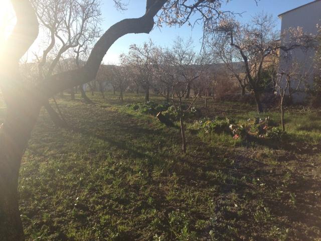 Por la mañana en Cadíar Granada.