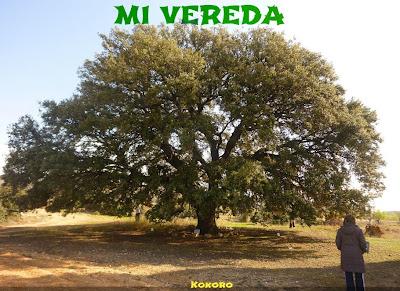 MI VEREDA