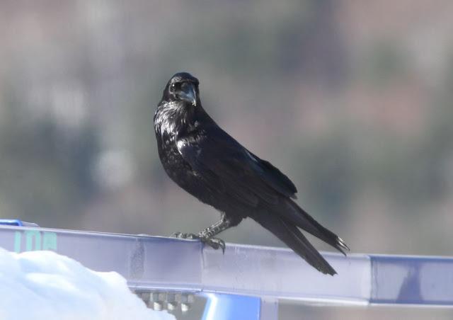 DISFRUTANDO AVES ,AVES,AVES.........