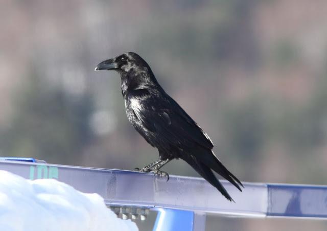 DISFRUTANDO AVES ,AVES,AVES.........