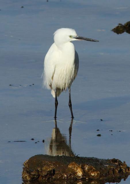 DISFRUTANDO AVES ,AVES,AVES.........