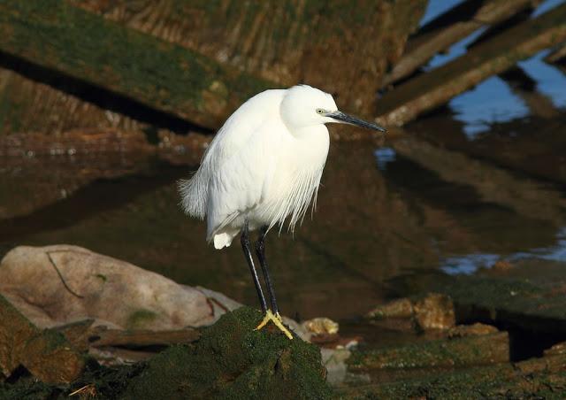 DISFRUTANDO AVES ,AVES,AVES.........