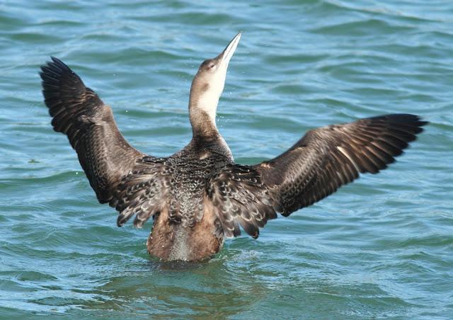 DISFRUTANDO AVES ,AVES,AVES.........
