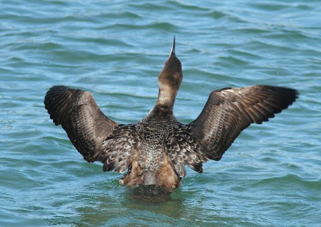 DISFRUTANDO AVES ,AVES,AVES.........