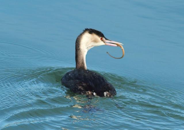 DISFRUTANDO AVES ,AVES,AVES.........