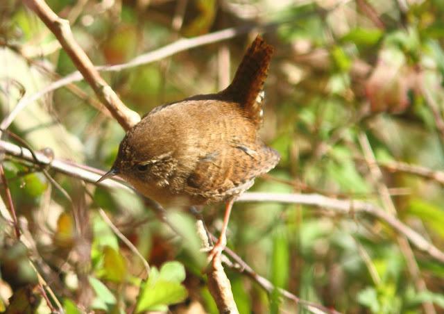 DISFRUTANDO AVES ,AVES,AVES.........