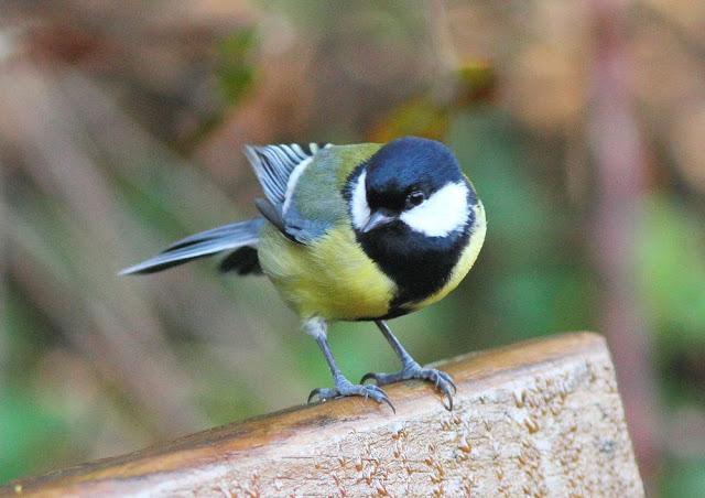 DISFRUTANDO AVES ,AVES,AVES.........