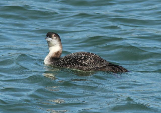 DISFRUTANDO AVES ,AVES,AVES.........