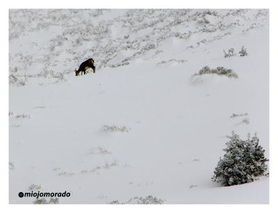 Breve visita al Parque natural de Redes