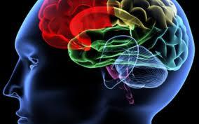cerebro Alimentos para estimular la memoria y la concentración