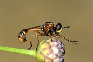 Para ampliar Physocephala vittata (Fabricius, 1794) hacer clic