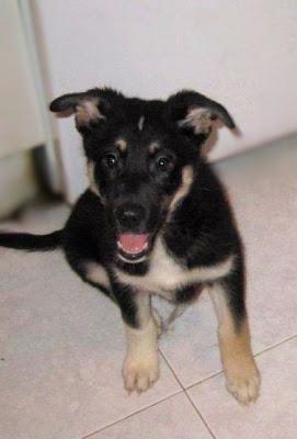 MORENA, CACHORRA DE TAMAÑO GRANDE, EN ADOPCIÓN‏.