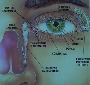 Lágrimas y llantos, cosas muy diferentes