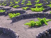 vino volcanes