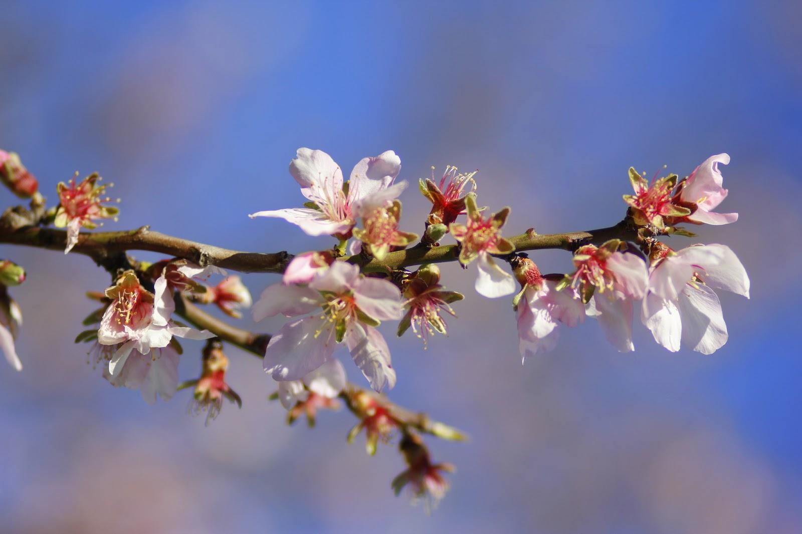 Primavera anticipada... de Ana Belén González