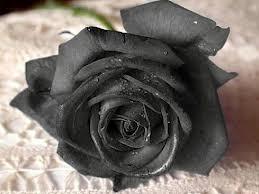 LA VIE EN ROSE... NOIRE