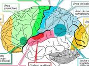 Prevenir enfermedades cerebrales degenerativas