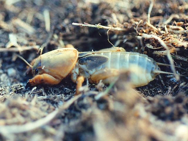 alacran cebollero La plaga del alacrán cebollero o grillotopo