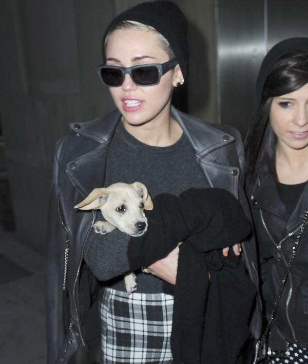Miley Cyrus viaja con su cachorro Bean