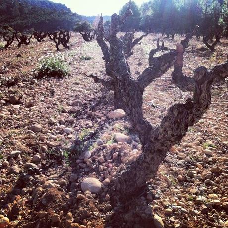 garnacha vieja en calcáreo