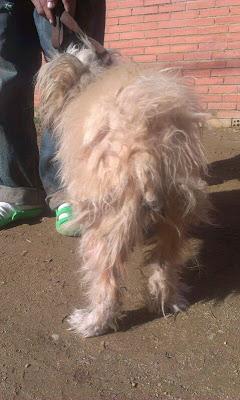 LEO PERRITO EN CONDICIONES INHUMANAS. (SEVILLA)