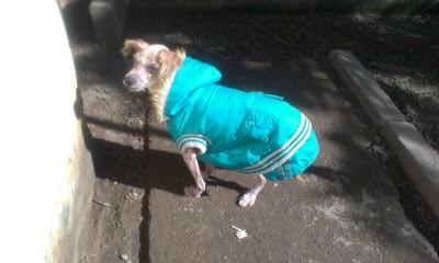 LEO PERRITO EN CONDICIONES INHUMANAS. (SEVILLA)