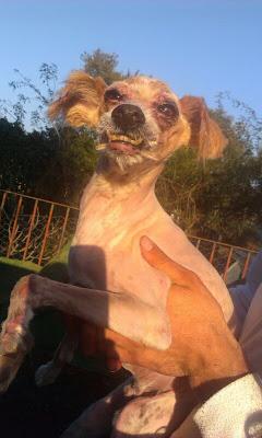 LEO PERRITO EN CONDICIONES INHUMANAS. (SEVILLA)