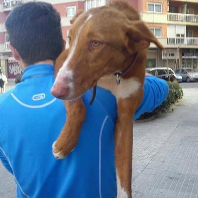Foto: ROCCO ES UN PODENCO PRECIOSO Y BUENISIMO,  AL QUE HAN PEGADO UN TIRO.HA SIDO RESCATADO  Y LO ESTAN CUIDADO EN CASA DE ACOGIDA.PERO NO LO PUEDEN TENER POR MUCHOS DIAS PORQUE TIENEN MAS PERROS Y NO LO ACEPTAN.ESTA RECUPERANDOSE MUY MUY BIEN , ES MUY DULCE, SUMISO , AGRADECIDO Y CARIÑOSO. PEDIMOS PARA ROCCO UN HOGAR DONDE LE CUIDEN Y LE QUIERAN, ES MUY URGENTE. AYUDA PARA EL. REFUGIOCAN 651486606 9 a 2 y 5 a 8