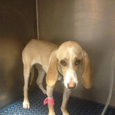 Foto: Natalina , la perrina que pasó sus primeros meses de vida en una jaula  https://www.facebook.com/photo.php?fbid=10151408685976083&set=a.167063011082.155963.146989796082&type=3&theater