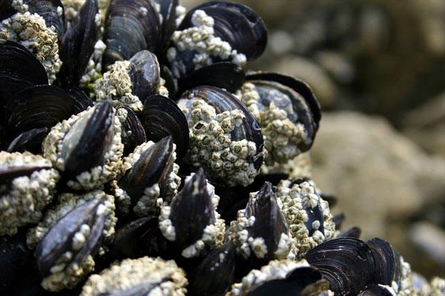 mejillones pegamento