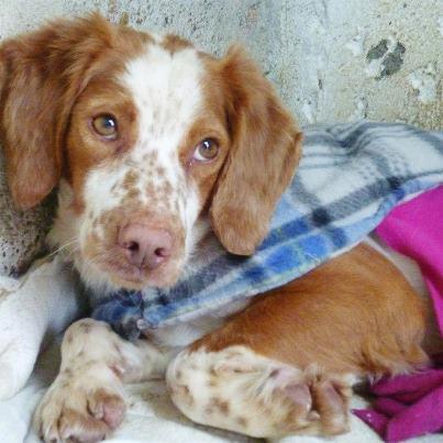 Foto: NOMBRE: Maxi RAZA: Bretón SEXO: Macho TAMAÑO: Pequeño/Mediano FECHA DE NACIMIENTO: 2009 aprox. OTROS DATOS: Recogido de la calle tras el aviso de mucha gente que lo había visto deambular por el centro de Écija. Estaba en muy mal estado, con aspecto sarnoso, aunque el veterinario confirmó que es por leishmania avanzada.  Desde que tiene su tratamiento, es asombroso el cambio sufrido. Además se muestra muy cariñoso y se lleva muy bien con sus compañeros del refugio, sean hembras o machos.  Está en la protectora de animales APRENDA Écija,(Sevilla). Se envía a toda España. CONTACTO: aprendaquererlos@gmail.com