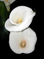 Busca flores resistentes y de temporada