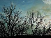 Luna creciente, bosque menguante