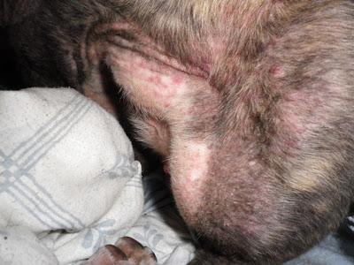 Shasha, un alma en pena (Sevilla)