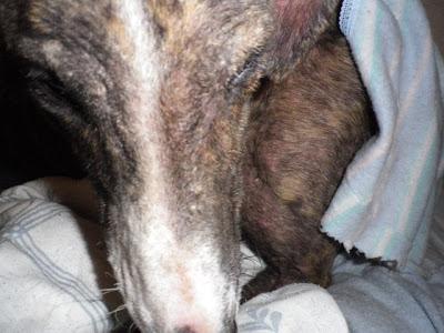 Shasha, un alma en pena (Sevilla)