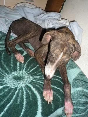 Shasha, un alma en pena (Sevilla)