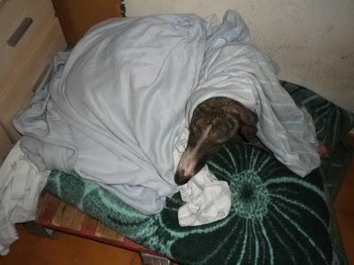 Shasha, un alma en pena (Sevilla)