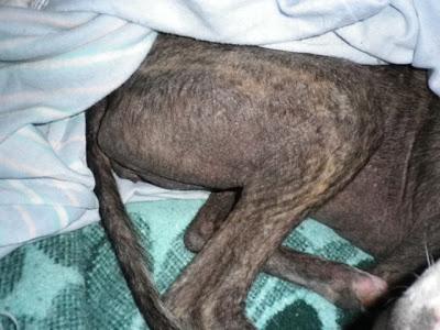 Shasha, un alma en pena (Sevilla)