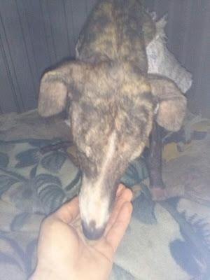 Shasha, un alma en pena (Sevilla)