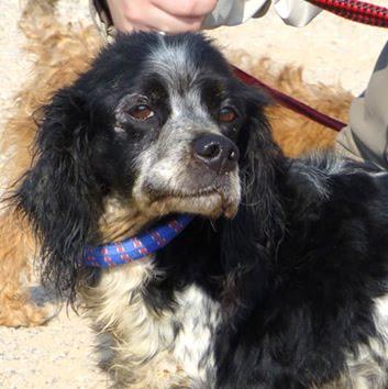 CUCO, un Bretón de 9 años que lleva seis meses en la perrera.