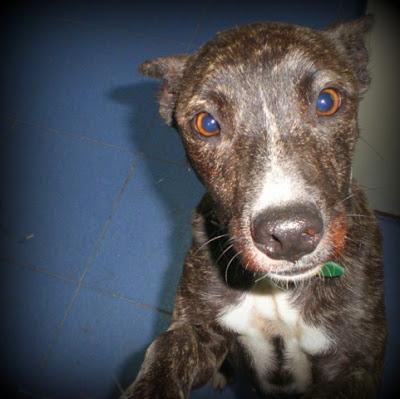 TARA, POTENCIALMENTE CARIÑOSA EN EL CORREDOR DE LA MUERTE. (CORDOBA)